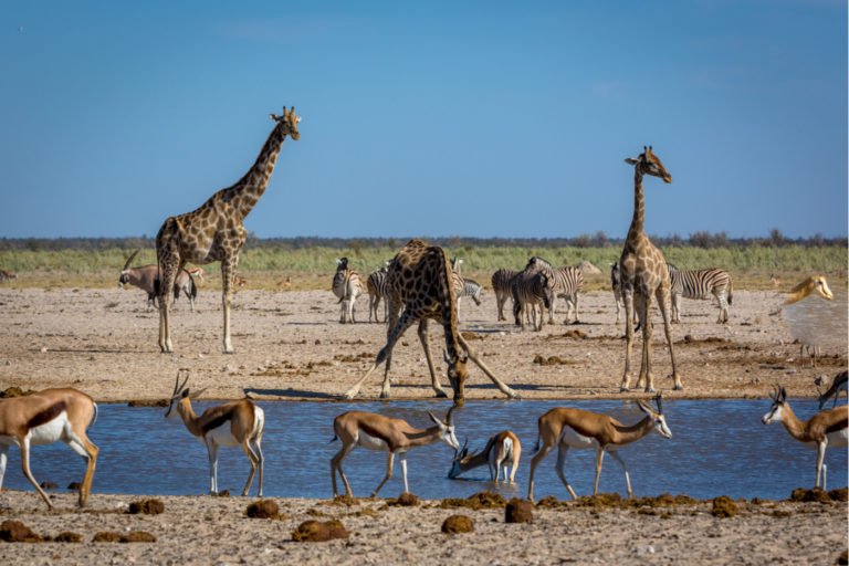 Etosha-National-Park