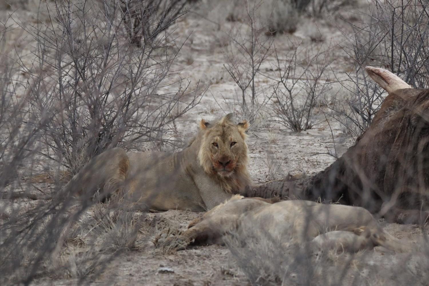 large lion
